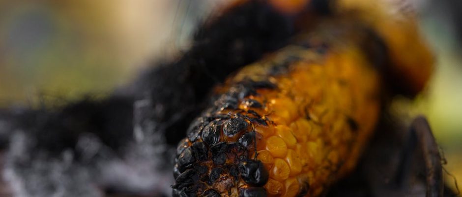 Kitchen Remodeling Service in Hawthorn Woods, Illinois - Thomas Meyer Renovations